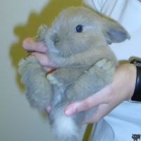 kis nyuszi kis nyuszi